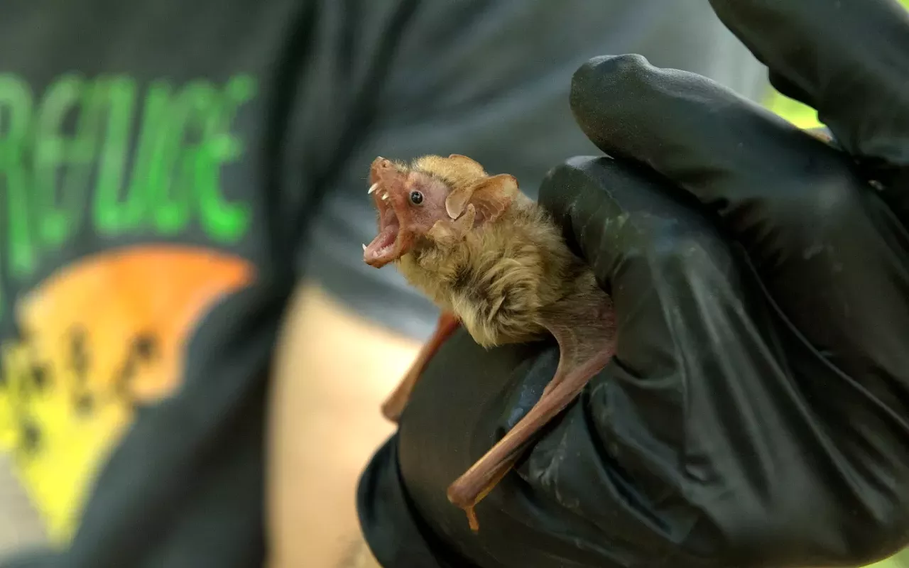 Image: Austin Bat Refuge benefit w/ Dr. Sleep, Sasparilla, FingerJane, Allison Rand, Tony Frische, AstroGat, Coppr
