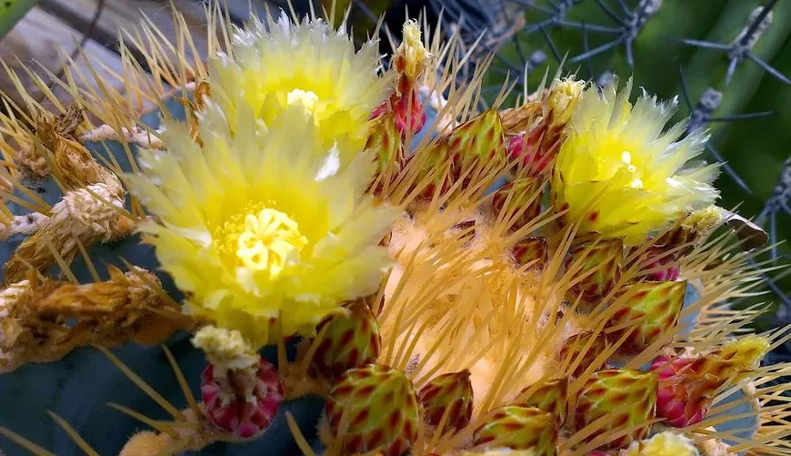 cactussucculentsale.webp