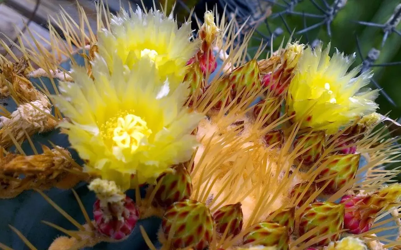 Image: Austin Cactus & Succulent Society Fall Show & Sale