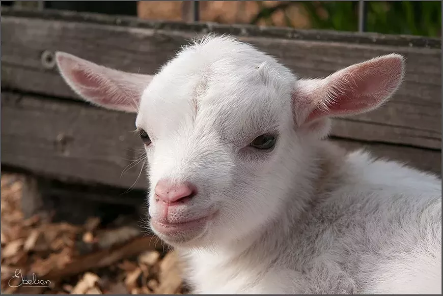 babygoat_by-ebelien-_cc_by_2.0.webp