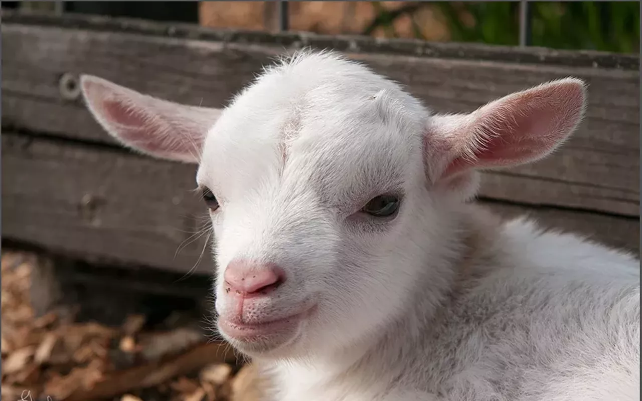 Image: Baby Goats & Cuddles