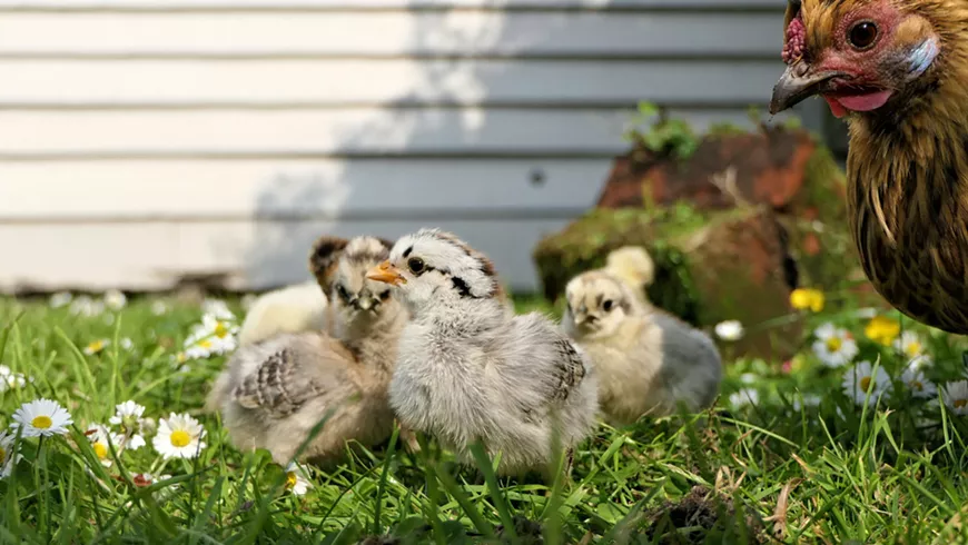36._backyard_chickens_photo_by_andrea_lightfoot_via_unsplash.webp