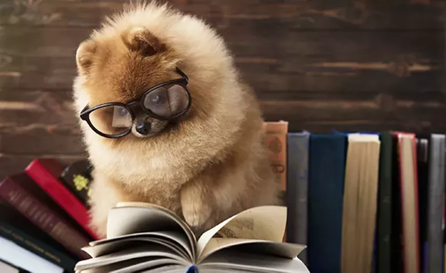 dog_reading.webp