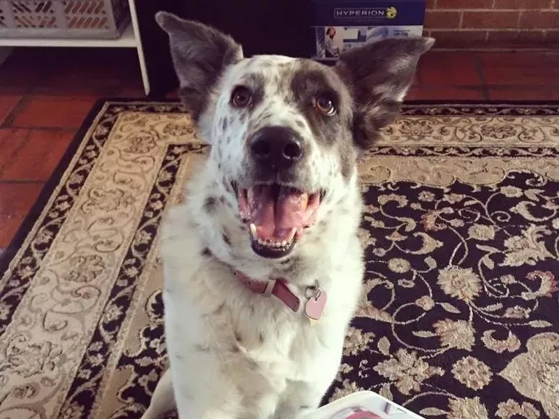 Image: Best Dog