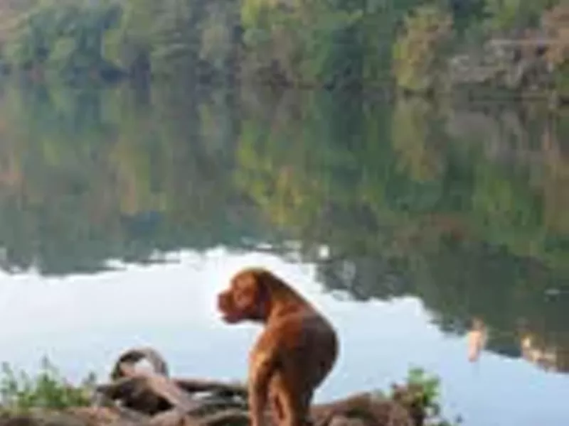 Image: Best Doggy Hookup