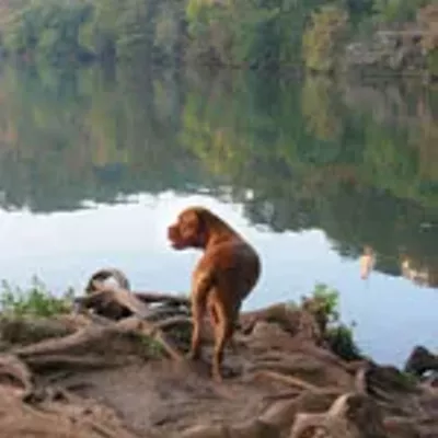 Image: Best Doggy Hookup