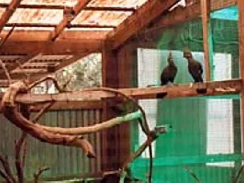 Image: Best Place to Befriend a Cockatoo