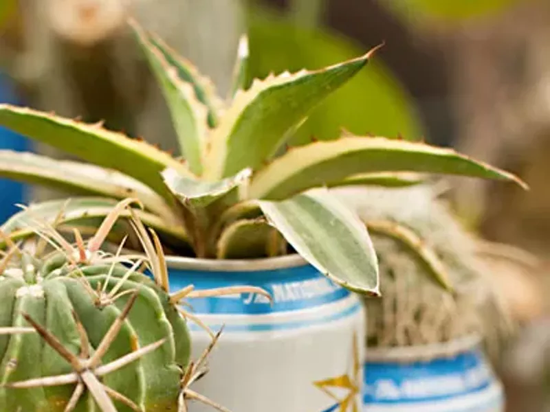 Image: Best Plant Nursery