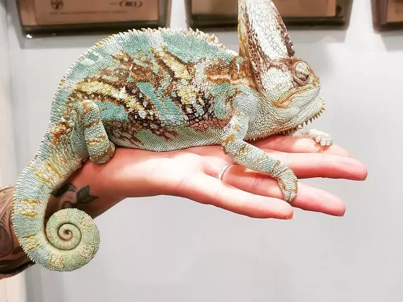Image: Best Total-Package Care for Exotic Fur (and Furless) Babies