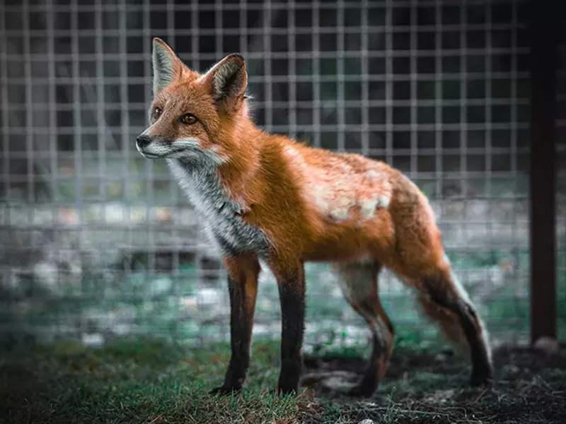 Image: Best Use of the Internet to Preserve Wildlife