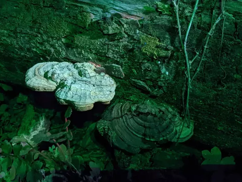 Image: Best Way to Connect Your Inner Fungi Nerd With Nature