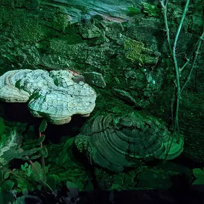 Image: Best Way to Connect Your Inner Fungi Nerd With Nature