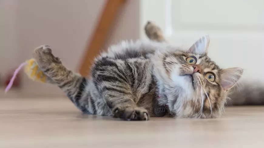 ss_catvideofest.webp