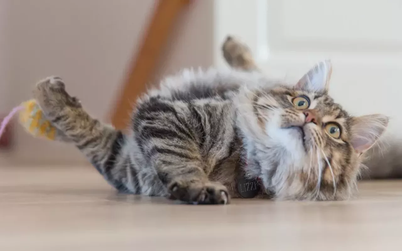 Image: CatVideoFest