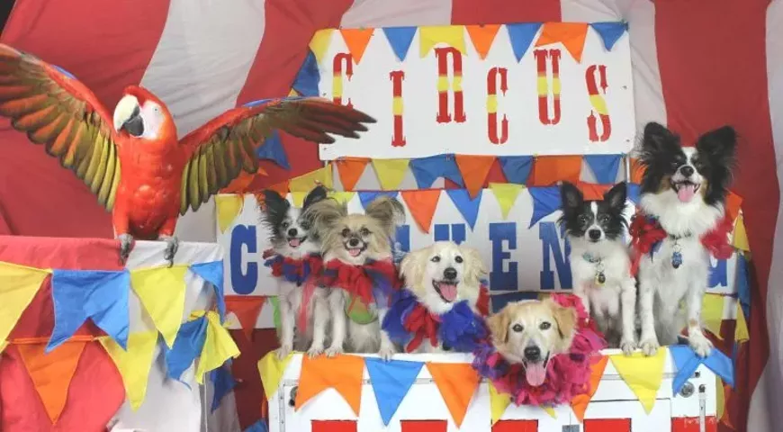 47._Circus_Chickendog_via_Chickendog_.jpg