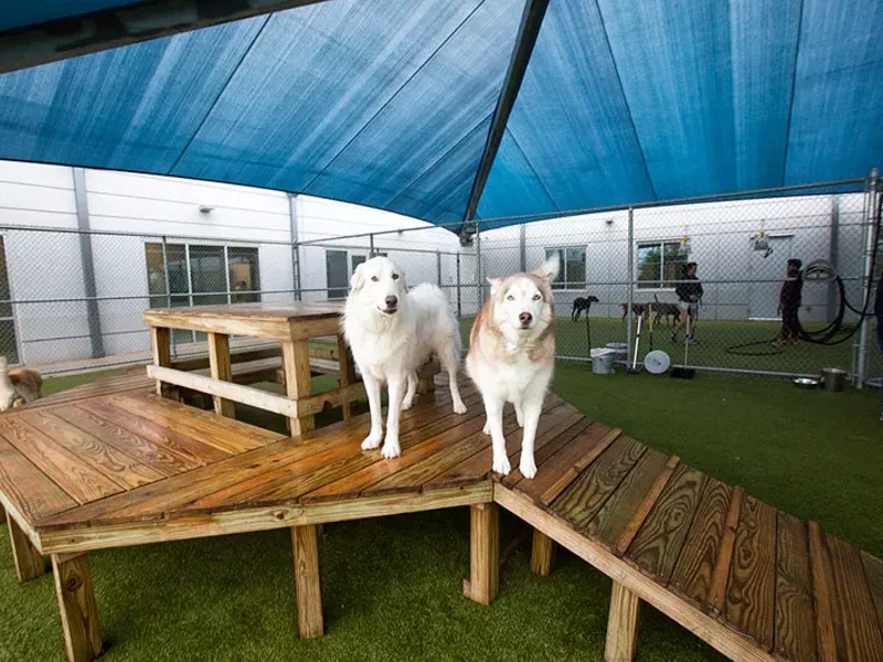 Image: Doggie Day Care