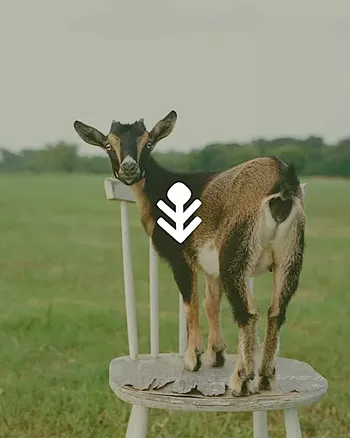 Image: Field Guide Festival
