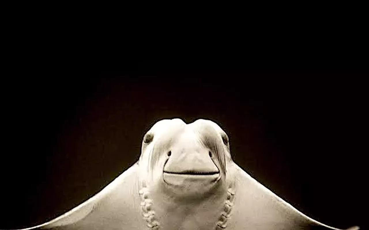 Image: GrayDUCK Gallery: Animalia
