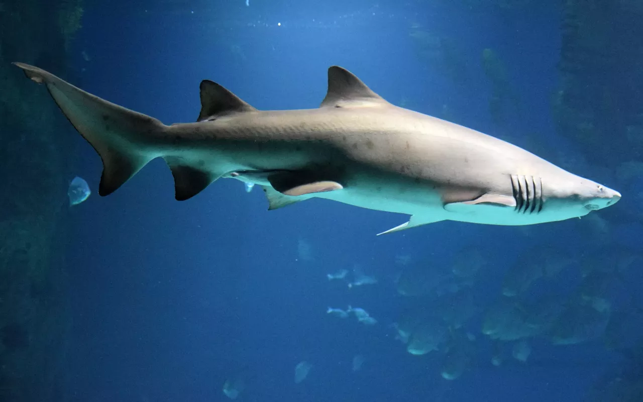 Image: High Noon Talk: Sharks