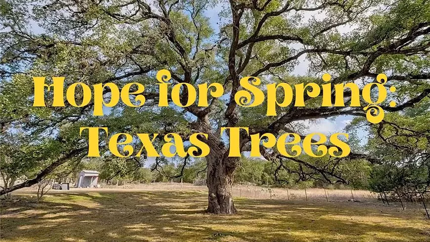 hopeforspring.webp