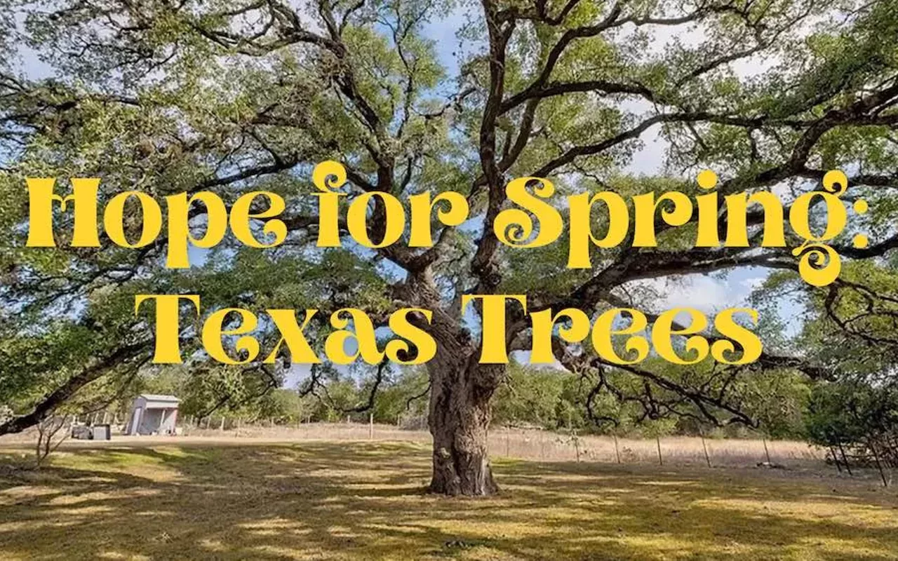 Image: Hope for Spring: Texas Trees Opening Reception