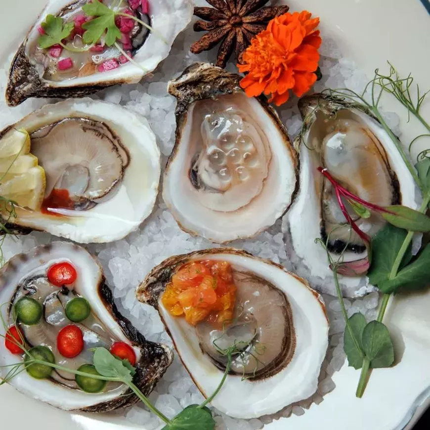Skipjack Oyster