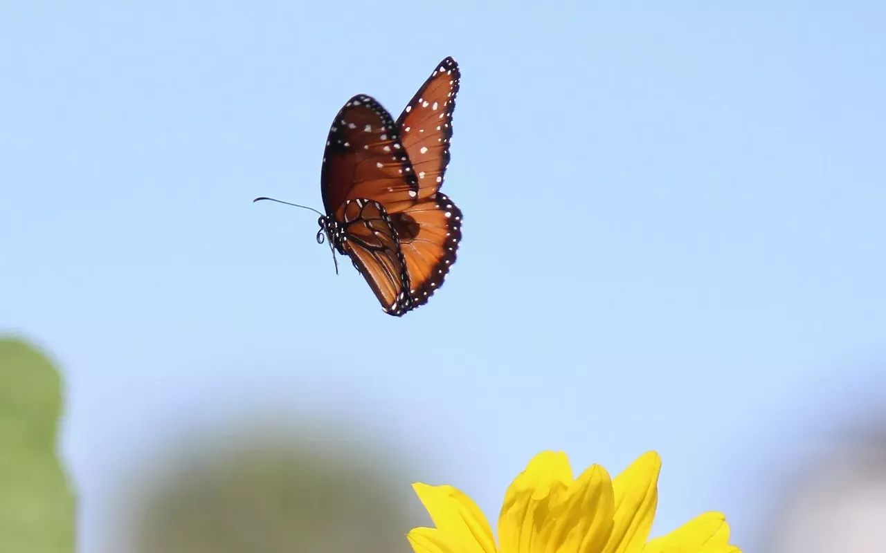 Image: Keep Austin Fluttering