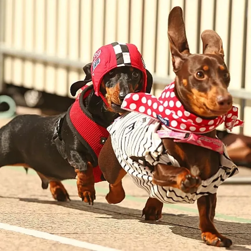 dachshunddash.webp