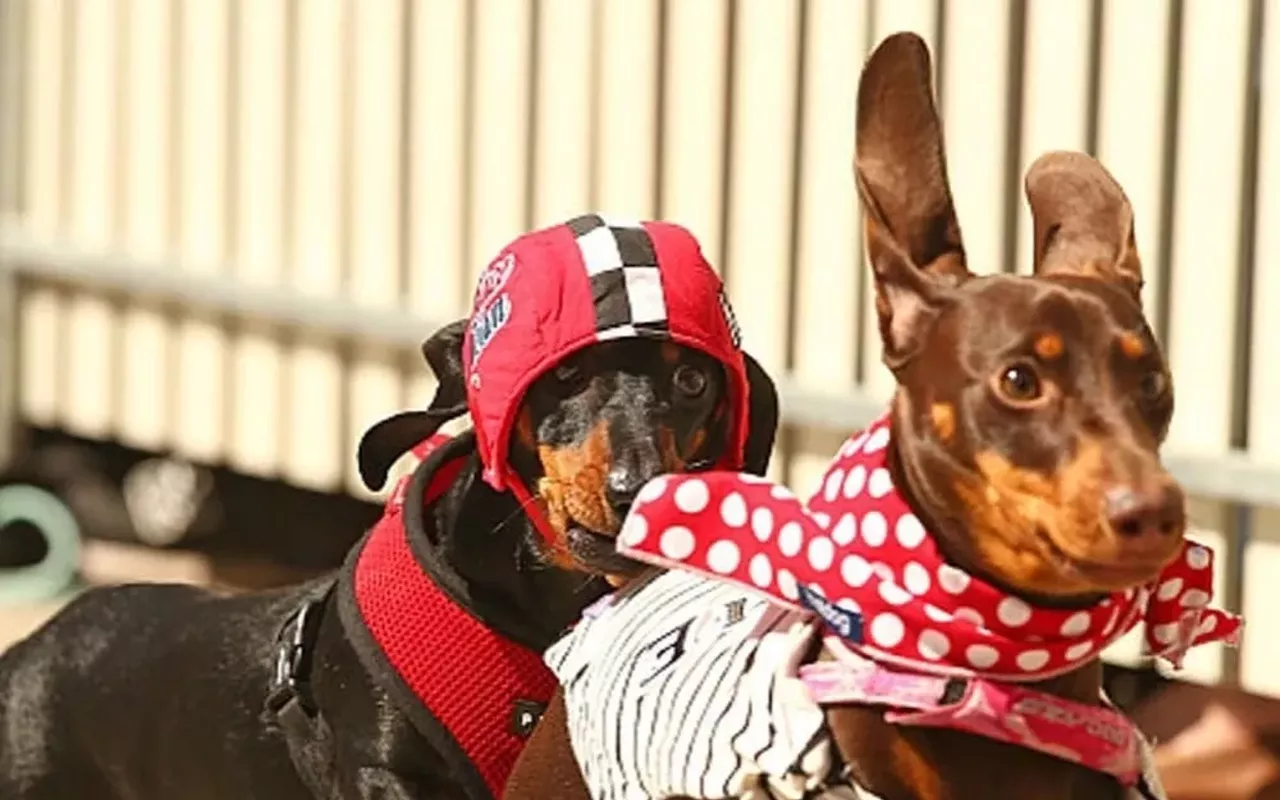 Image: Kentucky Derby Watch Party & Dachshund Dash