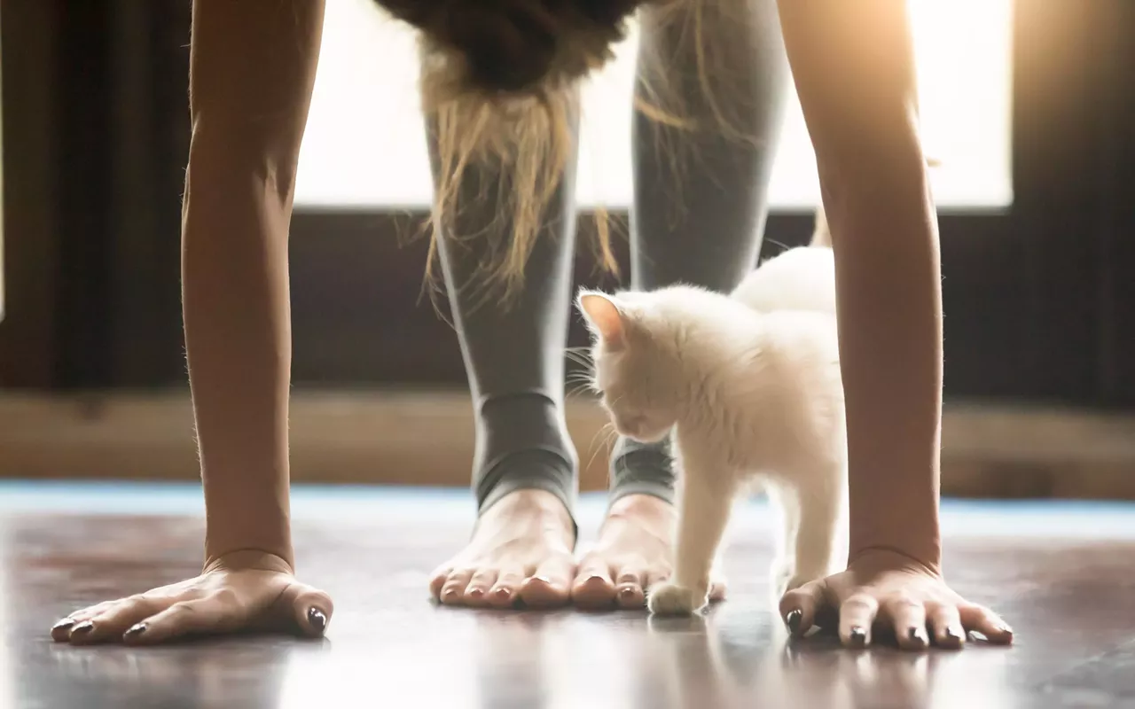 Image: Kitten Yoga Benefiting Austin Pets Alive!