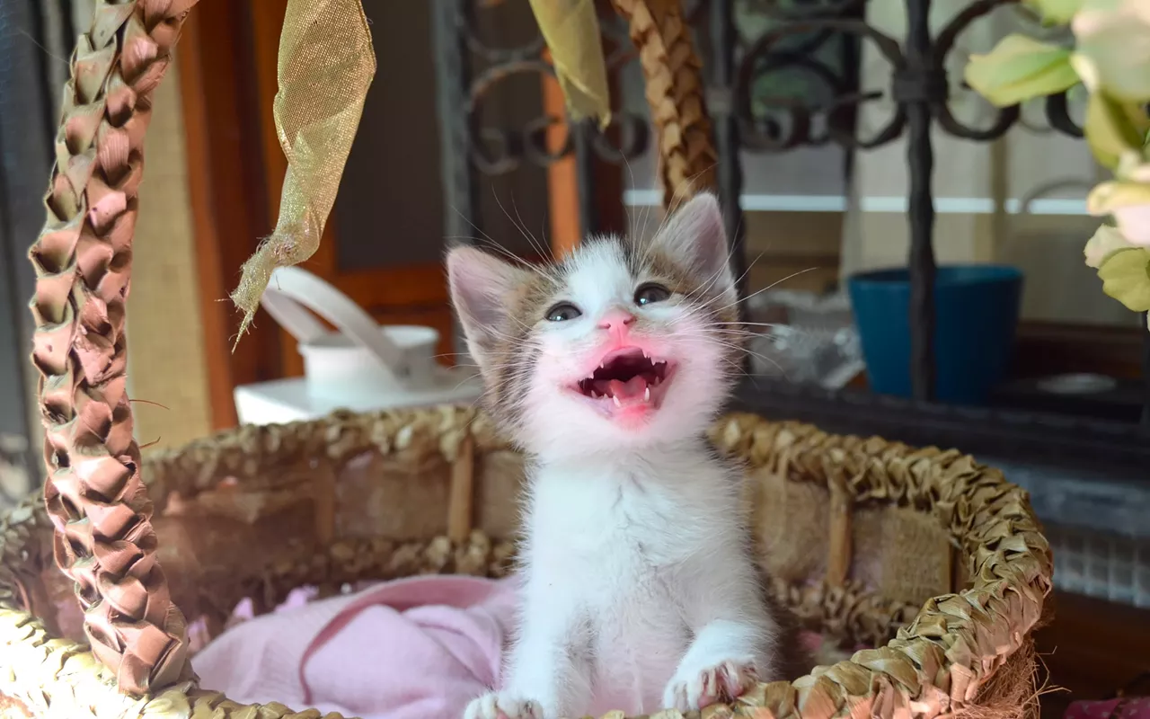 Image: Kittypalooza