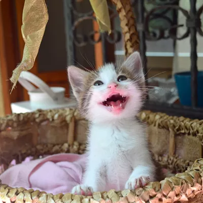 Image: Kittypalooza