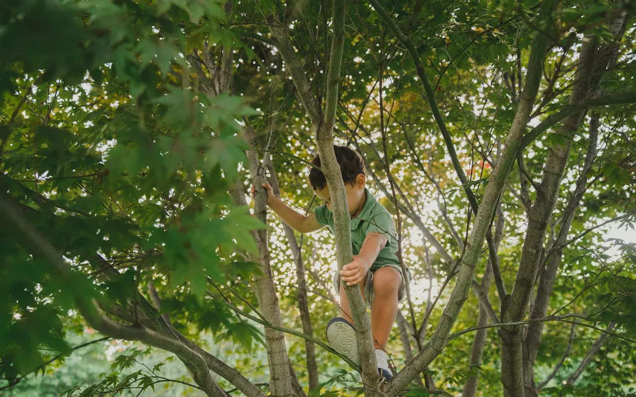 Image: Little Texans: Trees