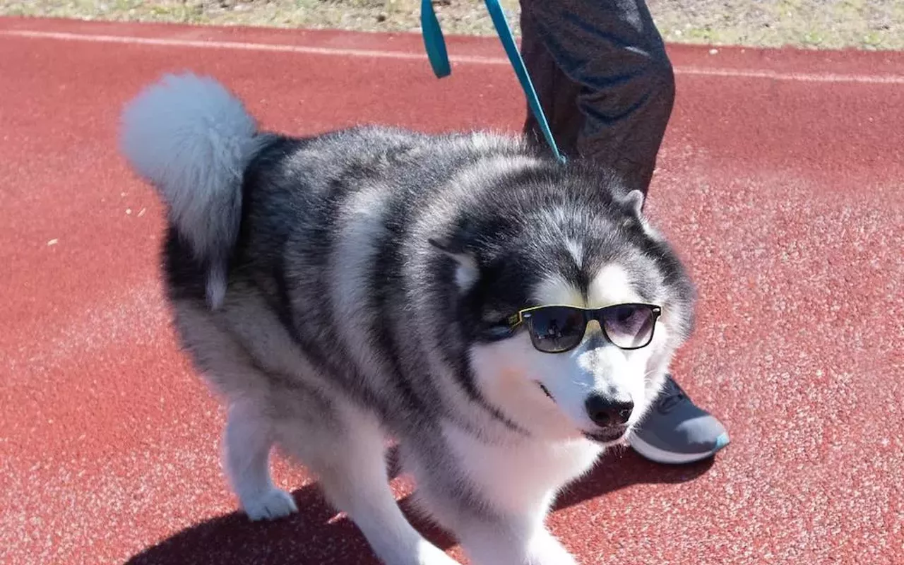 Image: Mighty Texas Dog Walk
