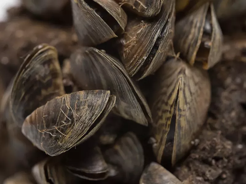 Image: Most Hostile Takeover by a Highly Invasive Underwater Species