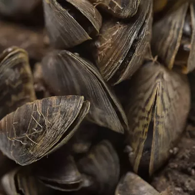 Image: Most Hostile Takeover by a Highly Invasive Underwater Species