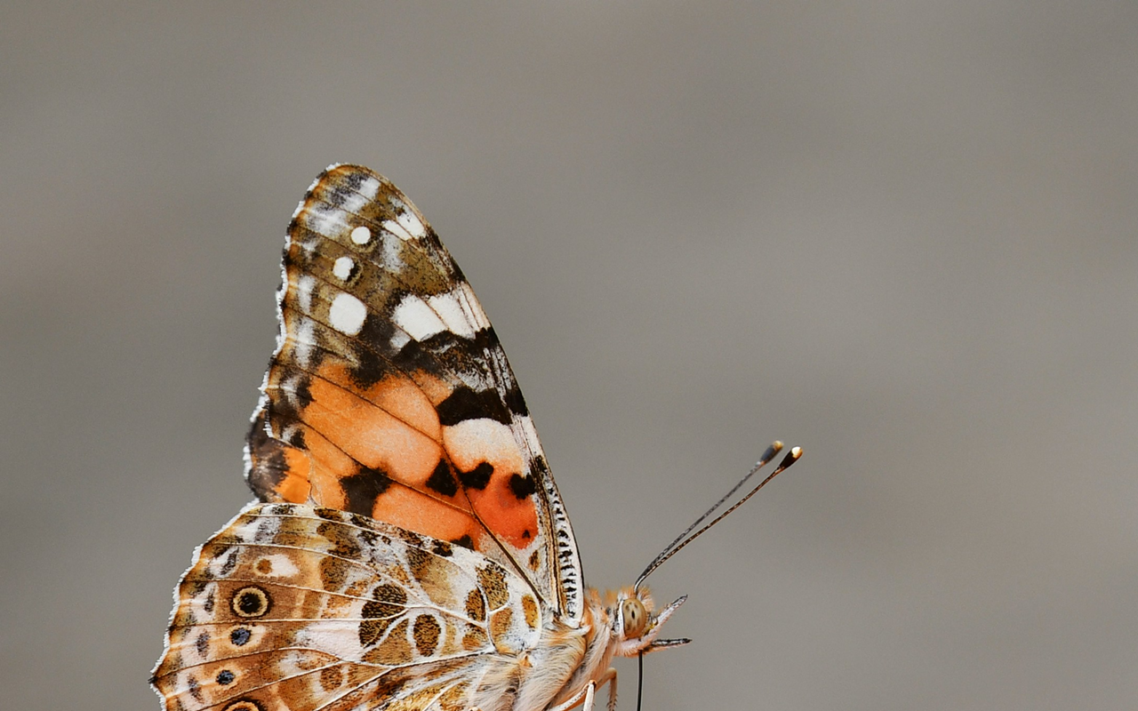 Image: Nature Festival & Spooktacular