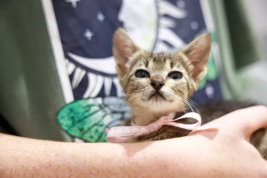 POLS_AustinPetsAlive_Jana22.jpg