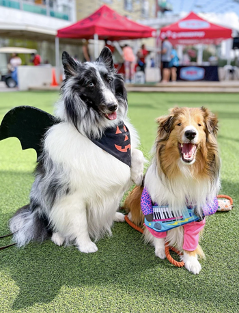Image: Pet-tober Fest