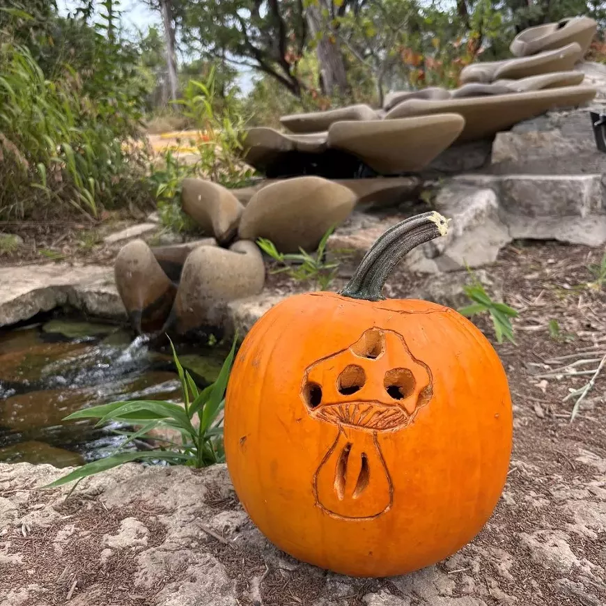 Pumpkins adorn the path at Austin Waldorf School