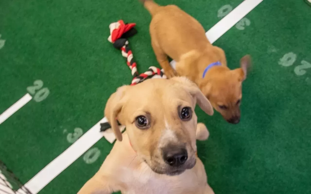 Image: Puppy Bowl Live