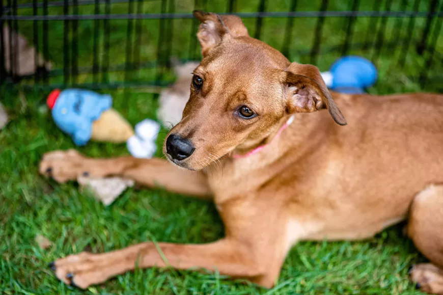 17._puppy_bowl_photo_small.webp