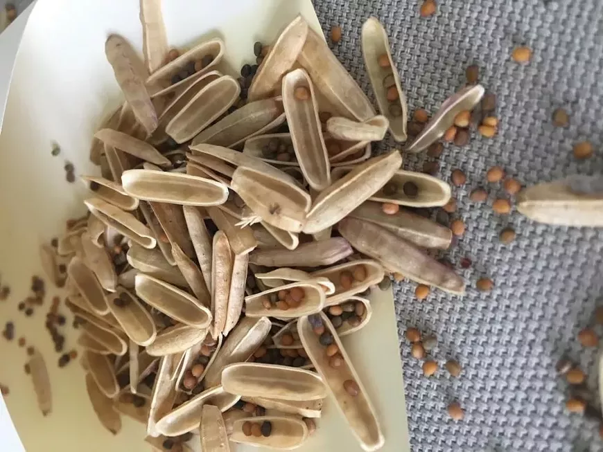 apl-seeds-min.webp