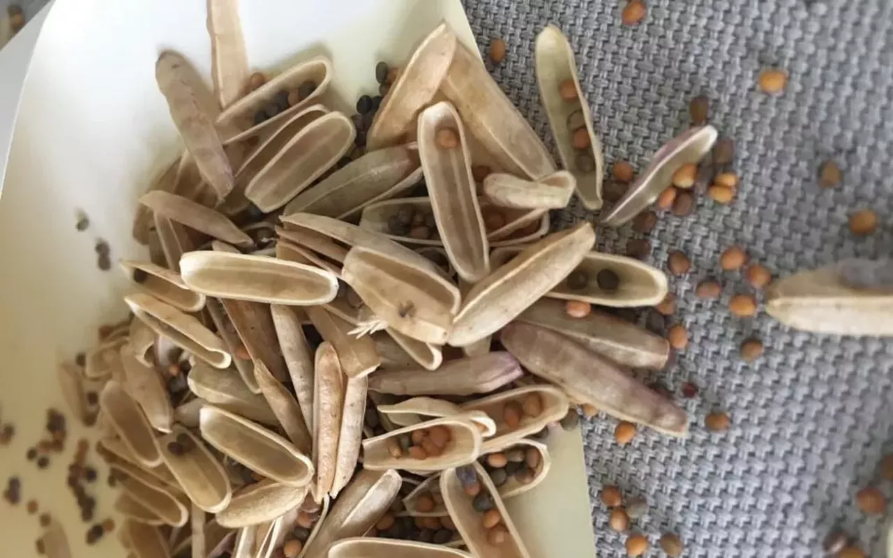 Image: Seed Gathering
