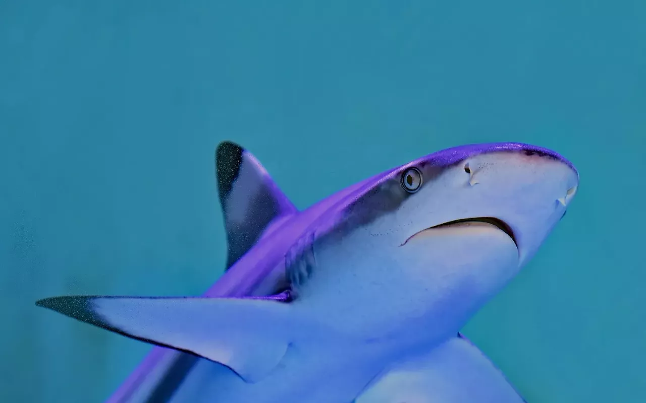 Image: Shark Week Storytime