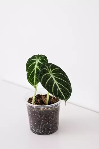 Image: Spring Plant Swap