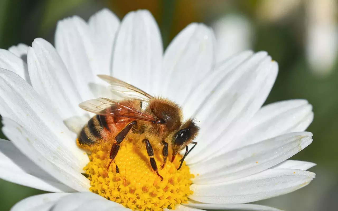 Image: Talking Bees Roadshow