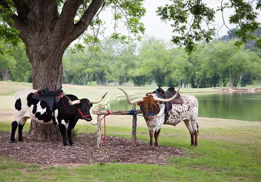 longhorns-min.webp