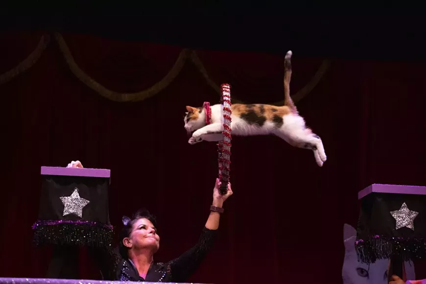 41._acro-cats_alleyhoop.webp