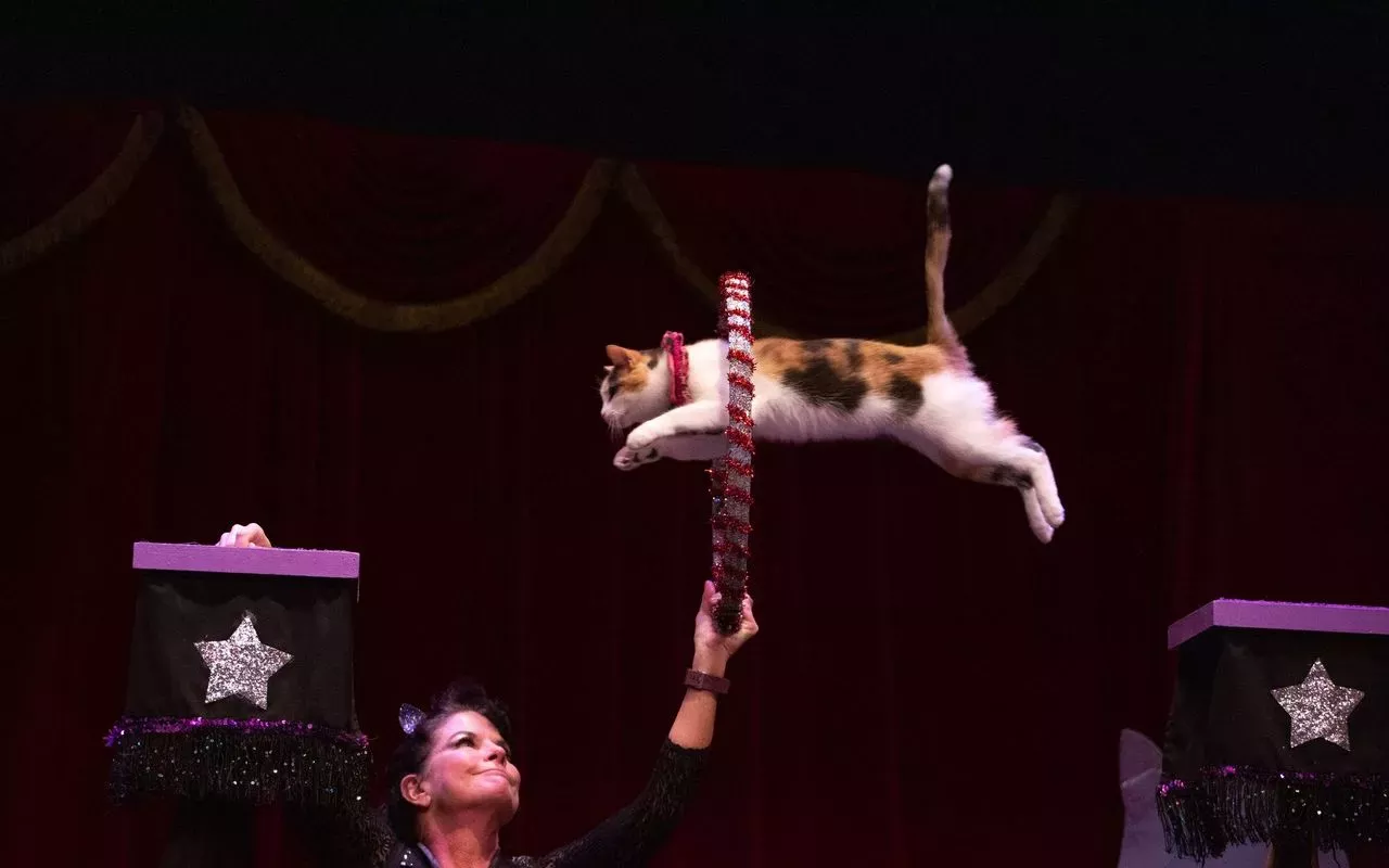 Image: The Amazing Acro-Cats
